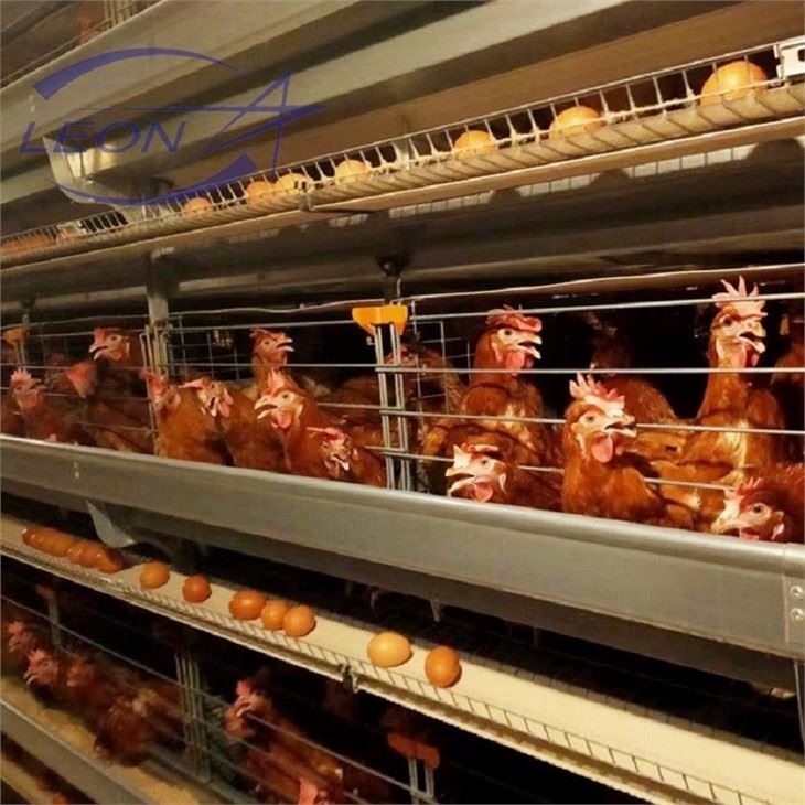 Layer Cage In Animal Cages Layer Cage In Animal Cages