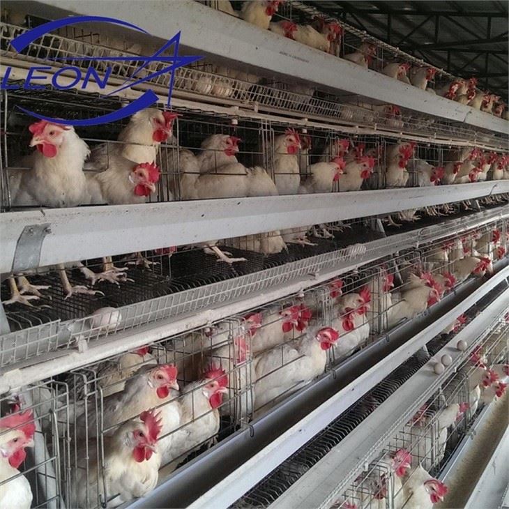Layer Cage In Animal Cages Layer Cage In Animal Cages