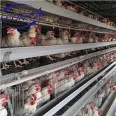 Broiler Kafes Tavuk