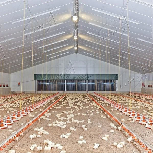 Complete Automatic Poultry Equipment