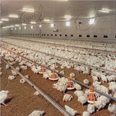 Tavuk Yerleştirme Broiler Çiftlik Evi