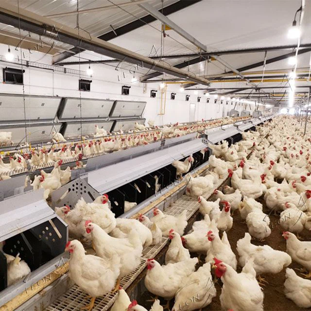 Yetiştirici Evi Kümes Hayvanları Ekipmanları