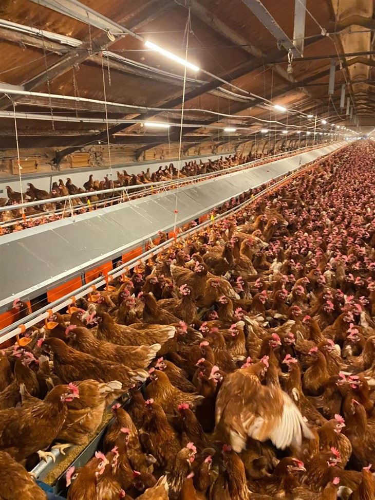 Free Range Chicken Automatic Laying Nest