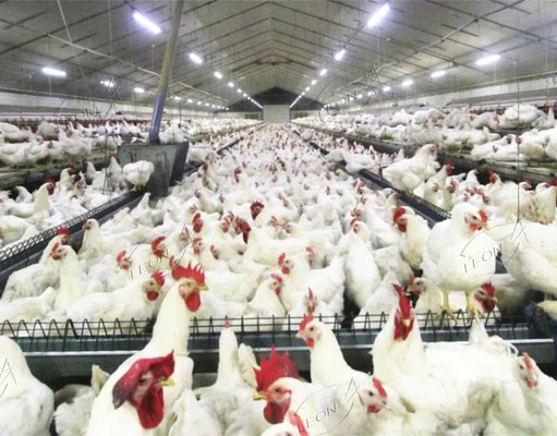 breeder house poultry equipmen1 breeder house poultry equipmen1